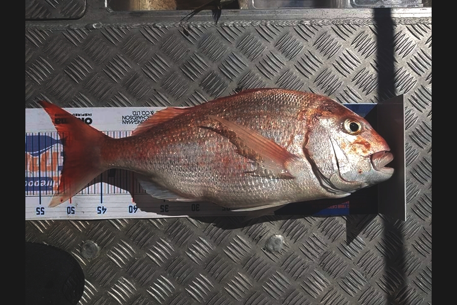 Rachel Hotene caught this 51.0cm Snapper at New Plymouth  during The Hirepool Baitmates Fishing Comp