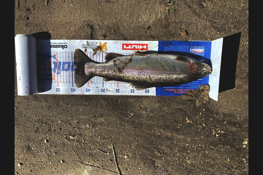 Josiah Atkinson caught this 44cm Trout at Rotorua during The Hirepool Baitmates Fishing Comp