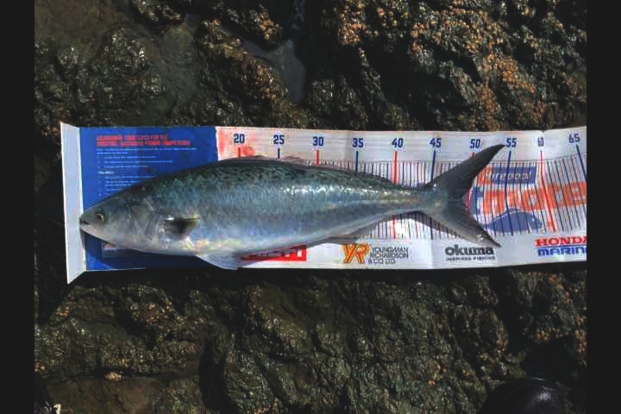 Mark Piskulic caught this 49.0cm Kahawai at Far north during The Hirepool Baitmates Fishing Comp