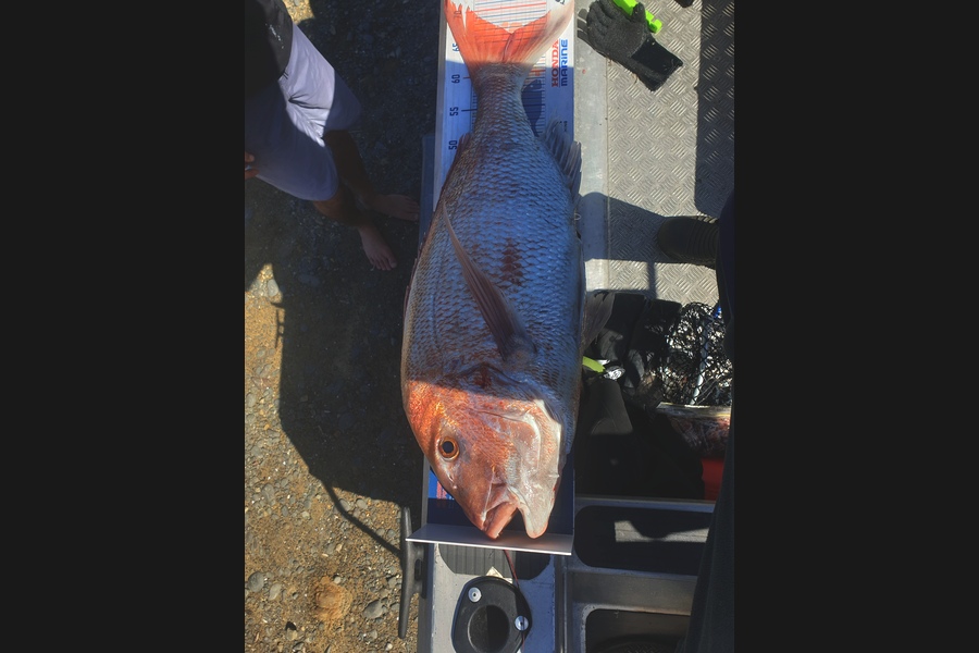 Gavin White caught this 66.0cm Snapper at Makara during The Hirepool Baitmates Fishing Comp