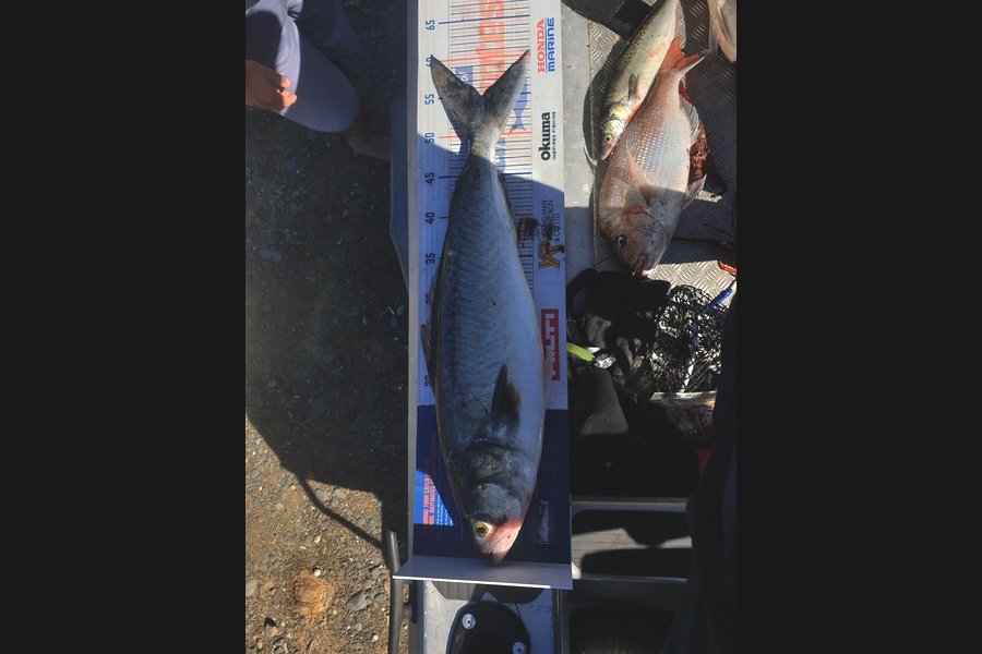 Gavin White caught this 55.0cm Kahawai at Makara during The Hirepool Baitmates Fishing Comp