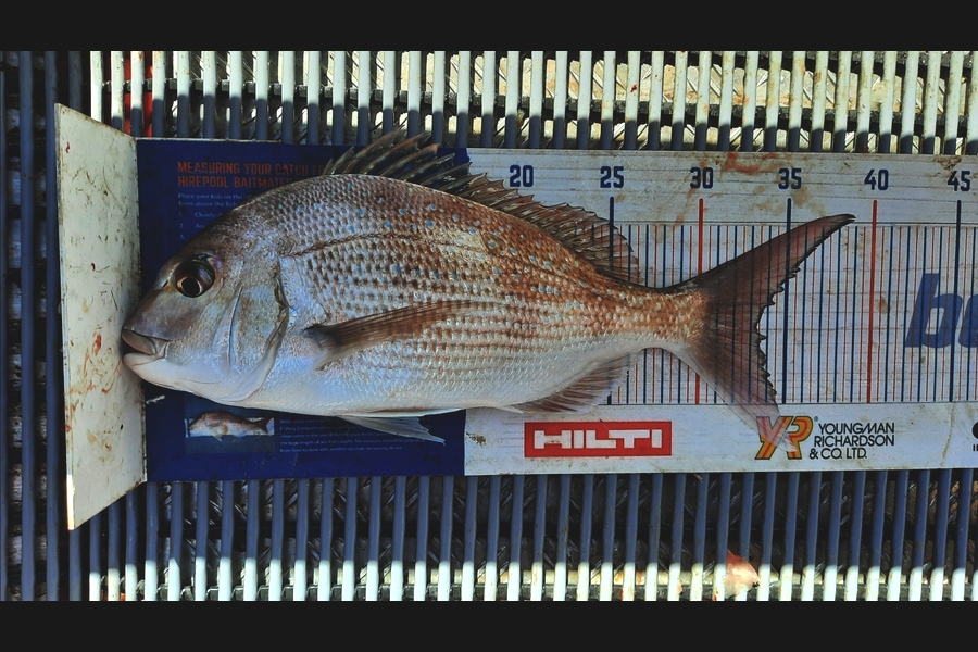 Clinton Emtage caught this 33.5cm Snapper at Kaipara harbour during The Hirepool Baitmates Fishing Comp