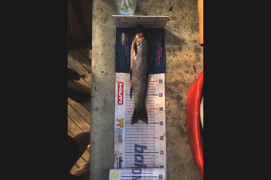 Shaun Rich caught this 33.5cm Trout at Waikato during The Hirepool Baitmates Fishing Comp