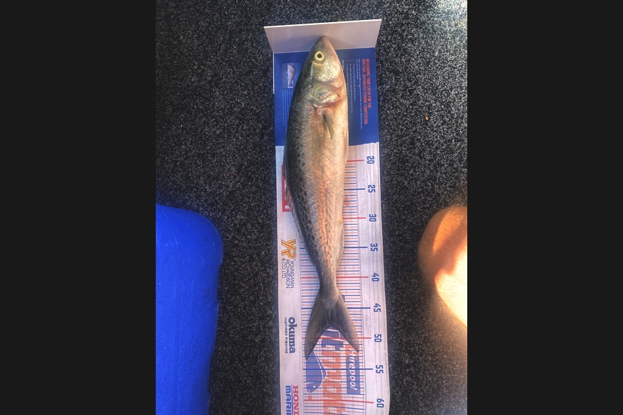 Melissa Mobbs caught this 47.5cm Kahawai at Coromandel  during The Hirepool Baitmates Fishing Comp