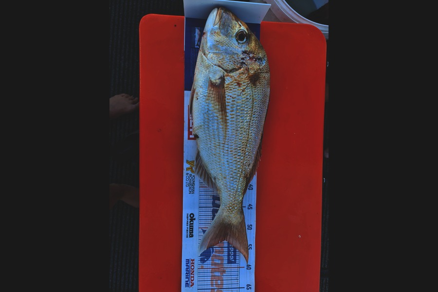 Cindy Kruger caught this 53.0cm Snapper at Kaipara Harbour during The Hirepool Baitmates Fishing Comp