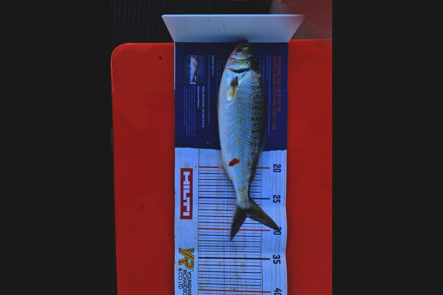 Cindy Kruger caught this 28.0cm Kahawai at Kaipara harbour during The Hirepool Baitmates Fishing Comp