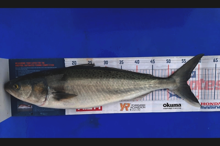 Neels Erasmus caught this 56cm Kahawai at Tiri during The Hirepool Baitmates Fishing Comp
