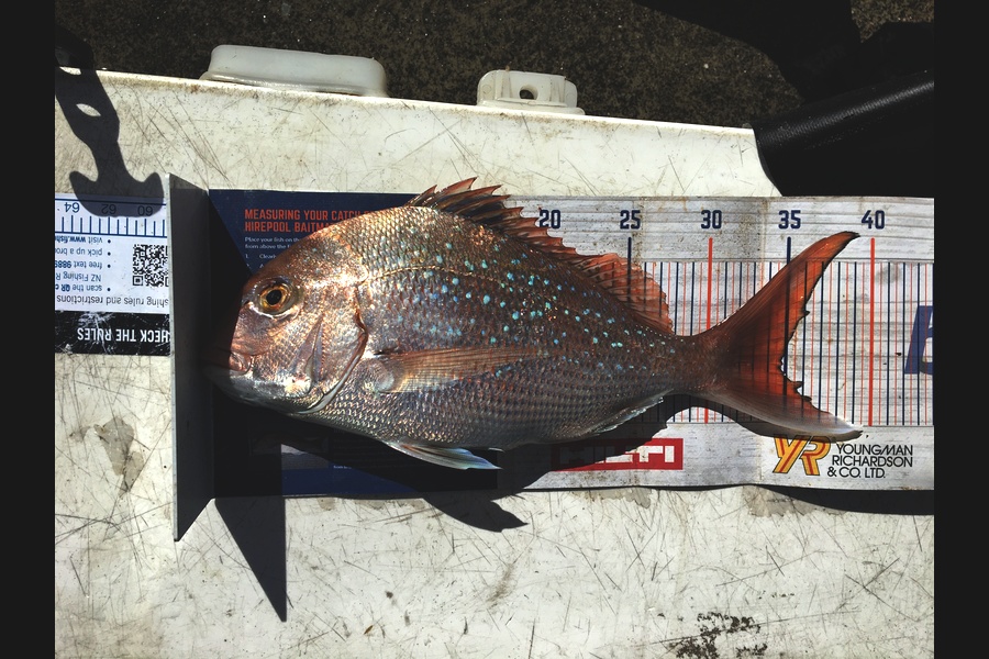Todd Warmington  caught this 34.5cm Snapper at Pouto  during The Hirepool Baitmates Fishing Comp