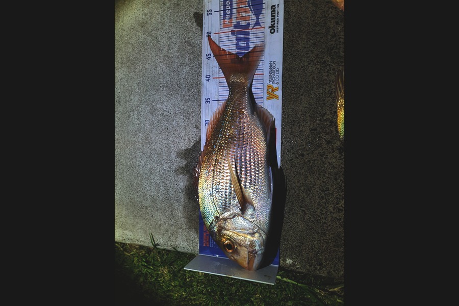 Duncan  Hammon  caught this 44.0cm Snapper at Tauranga during The Hirepool Baitmates Fishing Comp