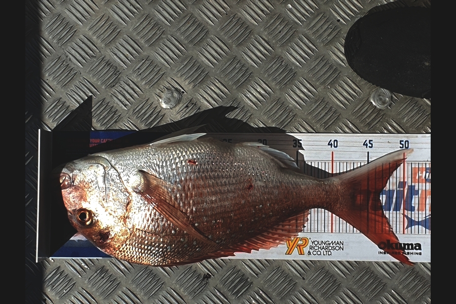 Dean Cameron caught this 46.5cm Snapper at Taranaki  during The Hirepool Baitmates Fishing Comp