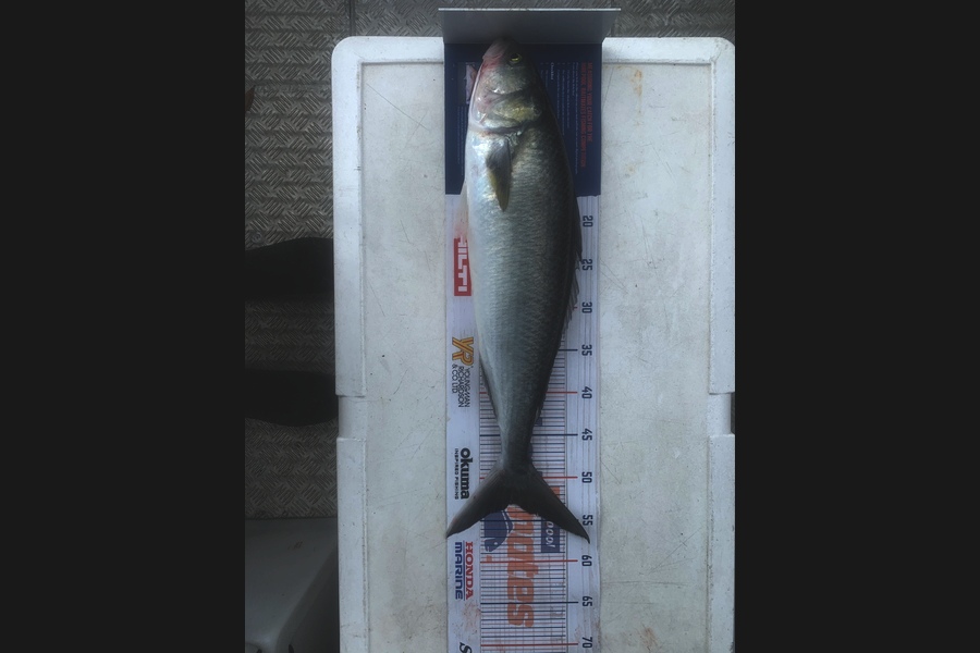 Luke Ross caught this 53.0cm Kahawai at Kawhia during The Hirepool Baitmates Fishing Comp