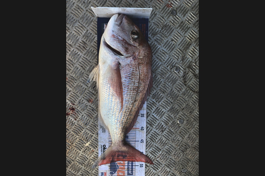 Stanley Miller caught this 53.0cm Snapper at Mangawhai during The Hirepool Baitmates Fishing Comp