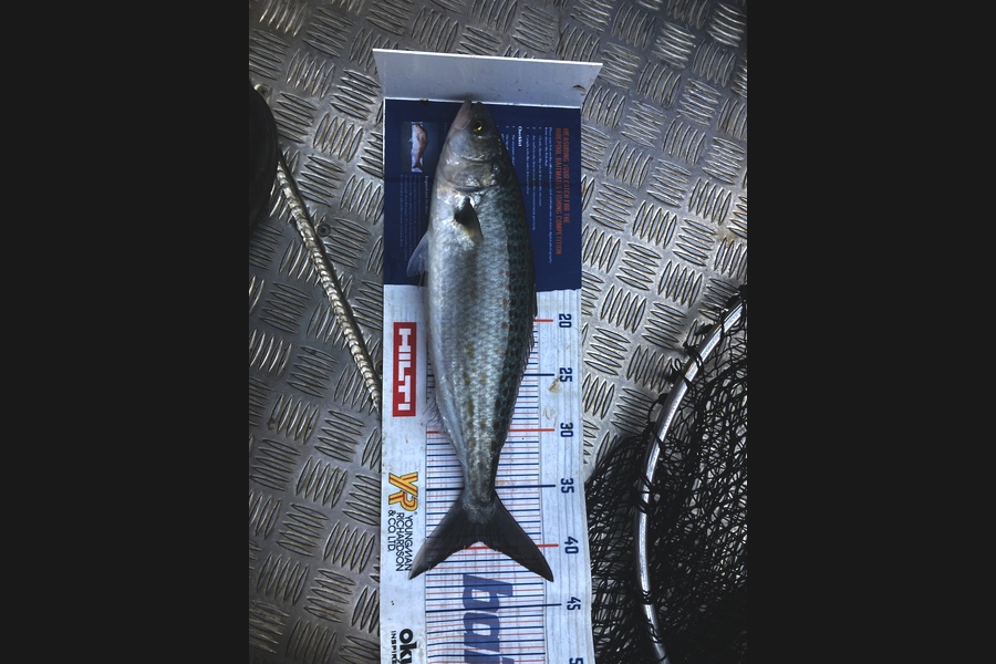 Riley Vette Blomquist caught this 39cm Kahawai at Whangarei  during The Hirepool Baitmates Fishing Comp