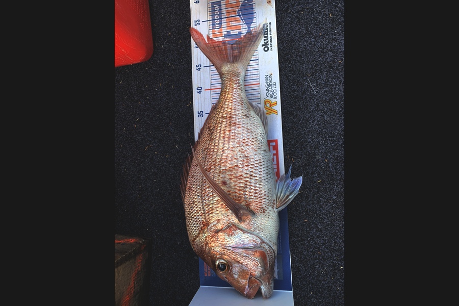 Heindrik Oudshoorn caught this 48.0cm Snapper at Kauwua  during The Hirepool Baitmates Fishing Comp