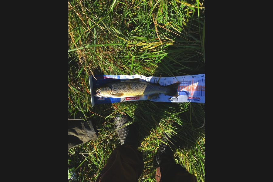 Jeff Hammond caught this 50cm Trout at Manapouri  during The Hirepool Baitmates Fishing Comp