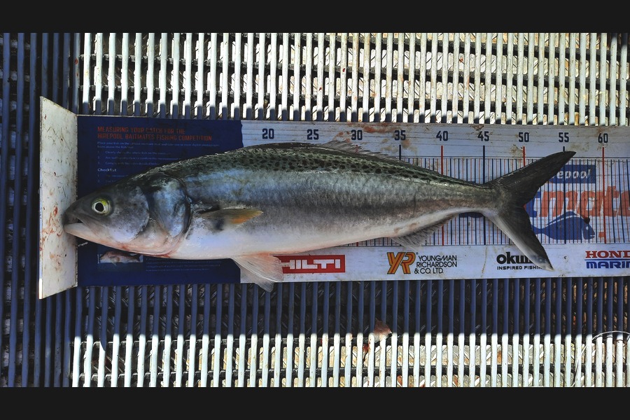 Amanda Bell caught this 49.5cm Kahawai at Kelly's bay during The Hirepool Baitmates Fishing Comp