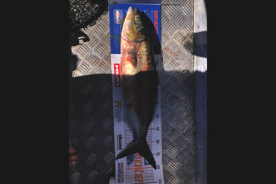 Sol Alderton caught this 51cm Kahawai at Waihi beach during The Hirepool Baitmates Fishing Comp