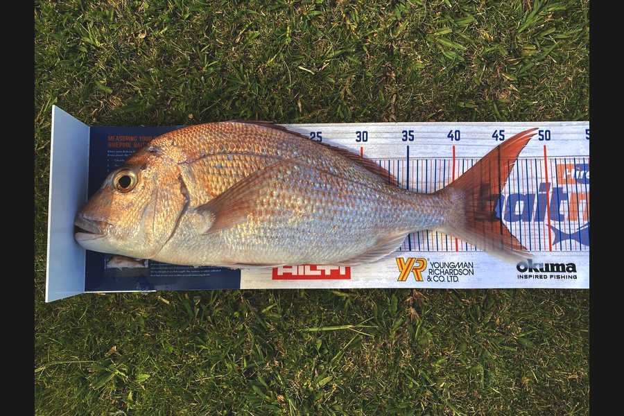 Ian Pedersen caught this 44.5cm Snapper at BOP during The Hirepool Baitmates Fishing Comp