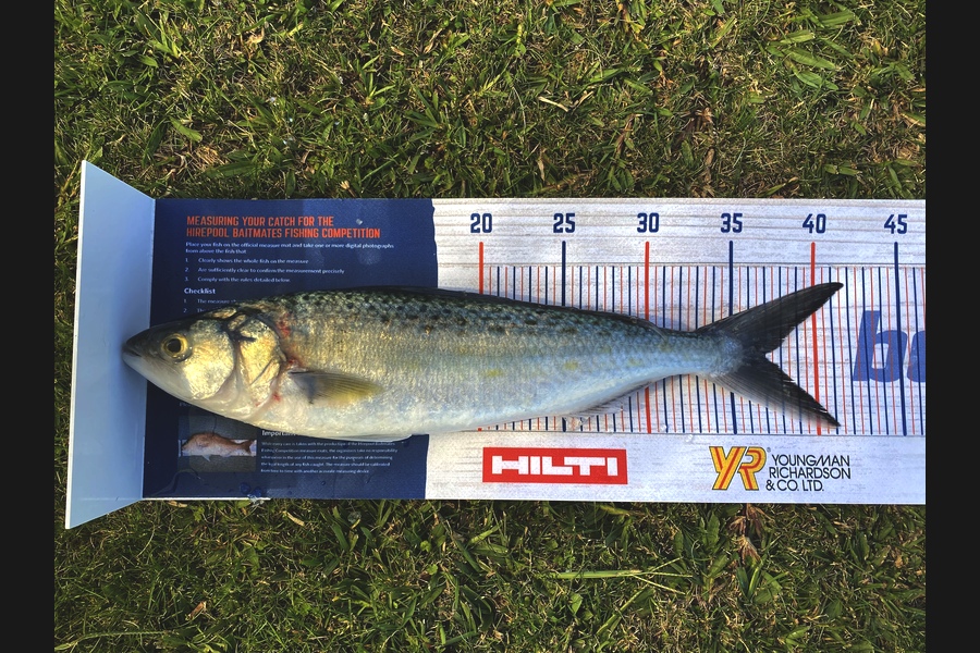 Ian Pedersen caught this 37.0cm Kahawai at BOP during The Hirepool Baitmates Fishing Comp
