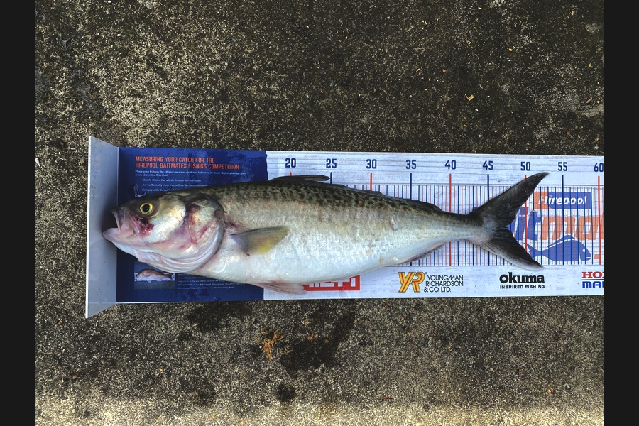 Phill Moody caught this 47.5cm Kahawai at Awhitu  during The Hirepool Baitmates Fishing Comp