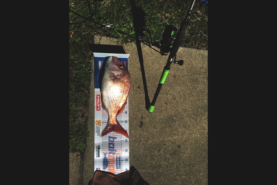 Michael Brown caught this 39.5cm Snapper at Bop during The Hirepool Baitmates Fishing Comp