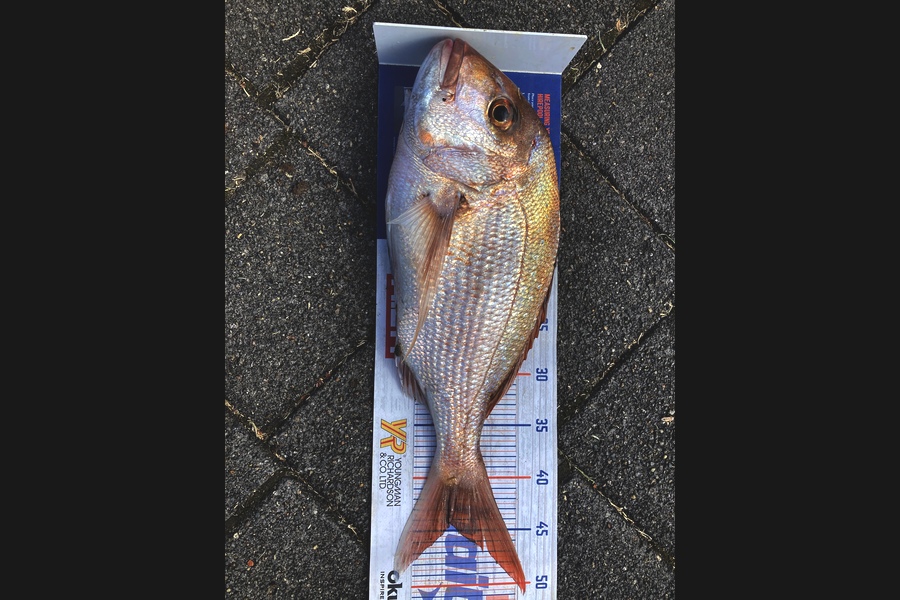 Graeme Duncan caught this 44.0cm Snapper at Bop during The Hirepool Baitmates Fishing Comp