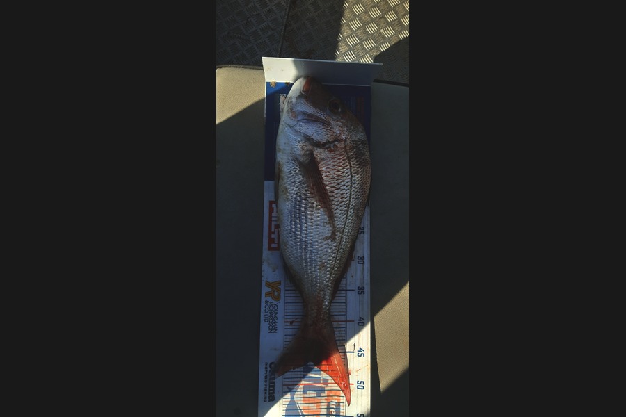 Russell Blomquist caught this 46.0cm Snapper at Whangarei during The Hirepool Baitmates Fishing Comp