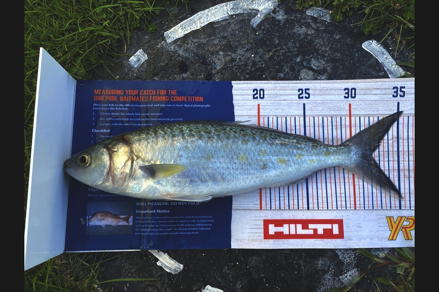 Ian Pedersen caught this 32.0cm Kahawai at BOP during The Hirepool Baitmates Fishing Comp