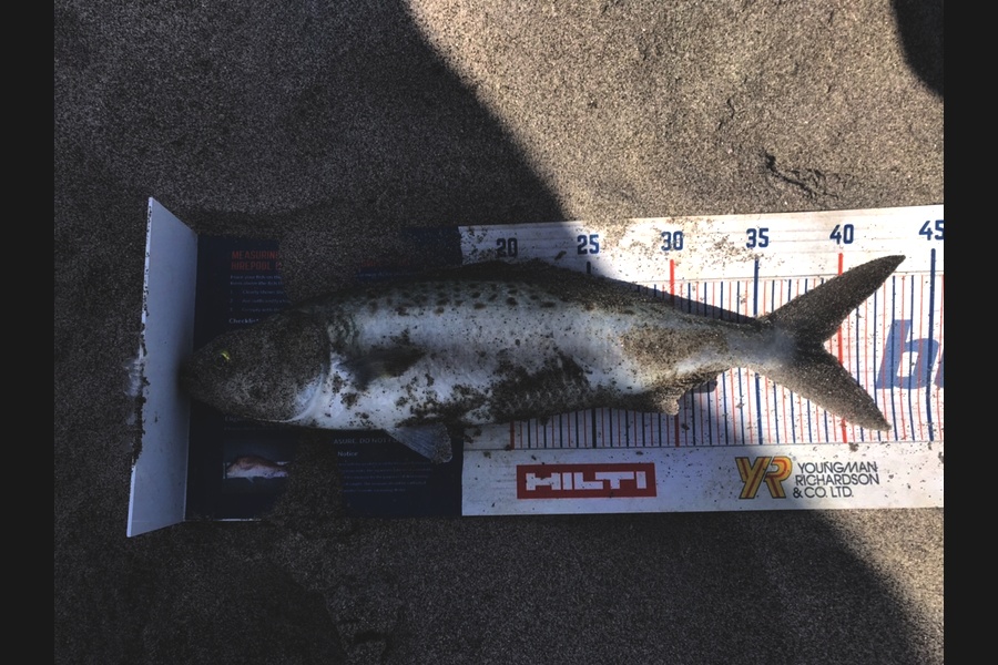 Gabriel Vilgalys caught this 39.0cm Kahawai at Tauranga  during The Hirepool Baitmates Fishing Comp
