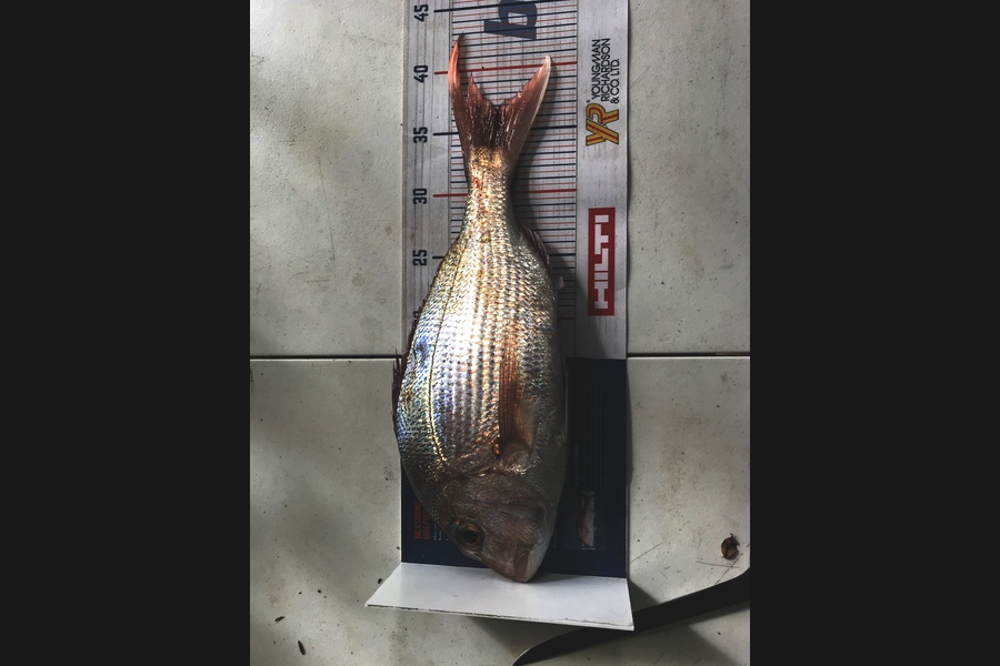 Ben Moran caught this 36cm Snapper at Northland during The Hirepool Baitmates Fishing Comp
