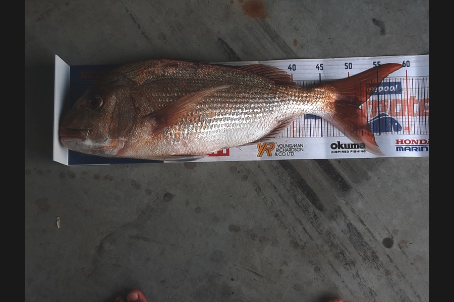 Luke Reneti caught this 51cm Snapper at Firth of thames during The Hirepool Baitmates Fishing Comp
