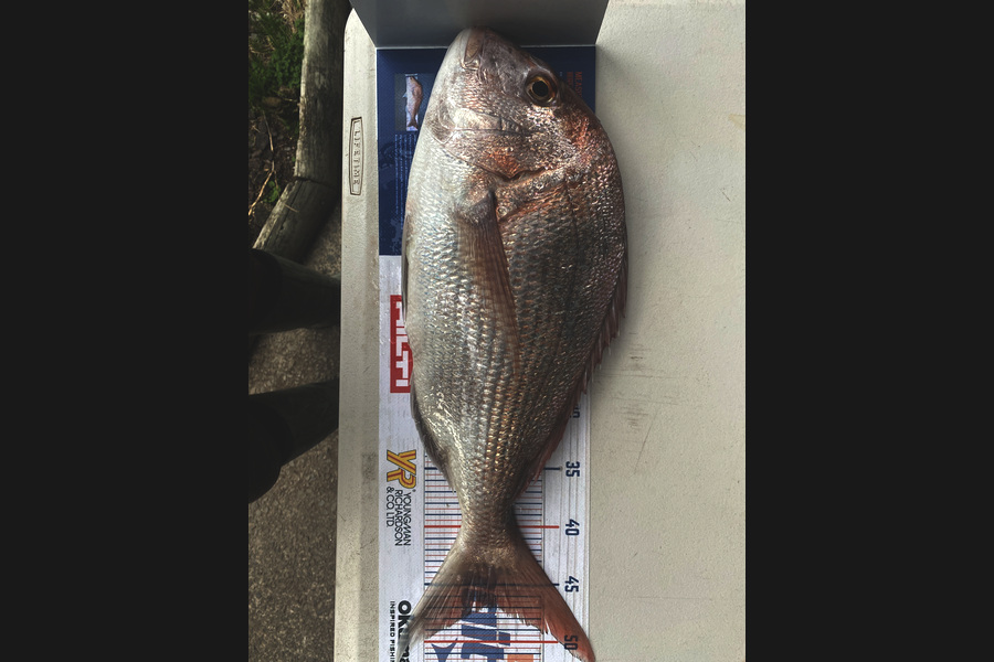Alec McIver caught this 47cm Snapper at Kawhia  during The Hirepool Baitmates Fishing Comp