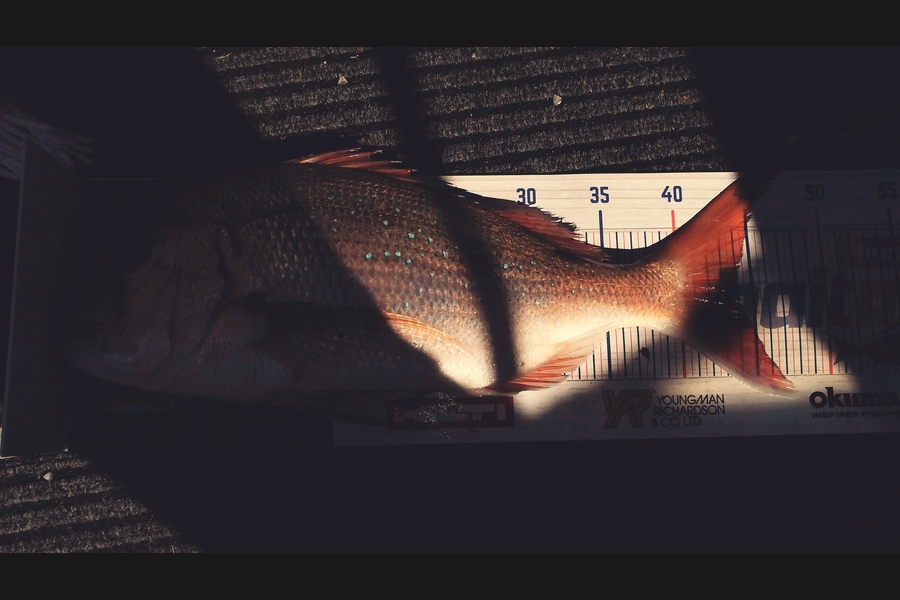 Riki Archer caught this 45.0cm Snapper at Tauranga during The Hirepool Baitmates Fishing Comp