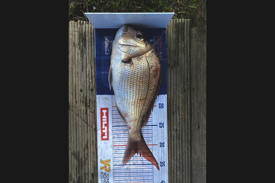 Blake Baird caught this 32.0cm Snapper at Pauanui during The Hirepool Baitmates Fishing Comp