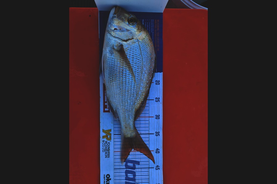 Freddy Kruger caught this 39.0cm Snapper at Shelly Beach during The Hirepool Baitmates Fishing Comp