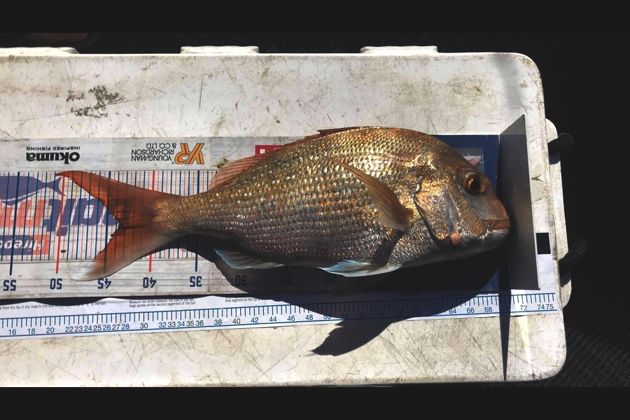 Todd Warmington  caught this 43.5cm Snapper at Ruawai  during The Hirepool Baitmates Fishing Comp