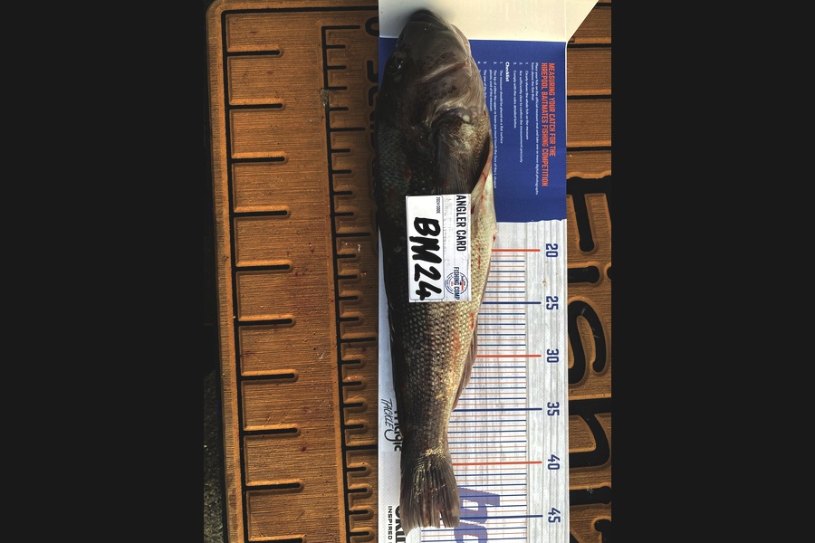 Jeremy McKibbin caught this 45.5cm Blue Cod at Wellington during The Hirepool Baitmates Fishing Comp