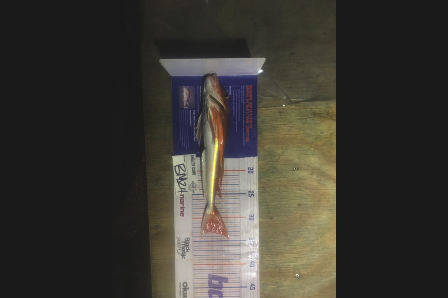 Josh Bolton caught this 33.0cm Gurnard at Wellington during The Hirepool Baitmates Fishing Comp