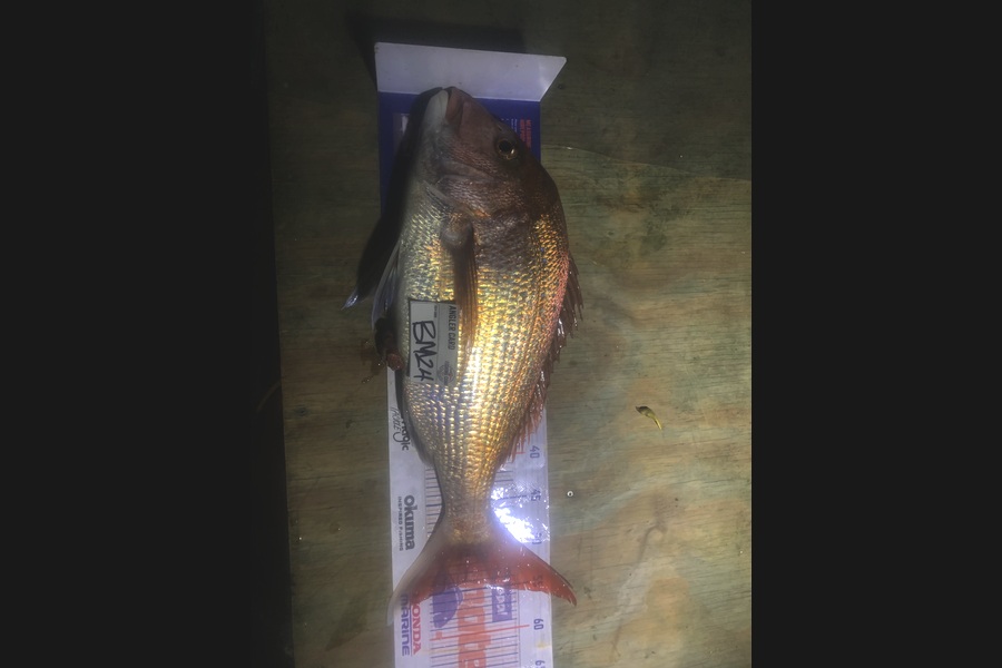 Josh Bolton caught this 54.0cm Snapper at Wellington during The Hirepool Baitmates Fishing Comp