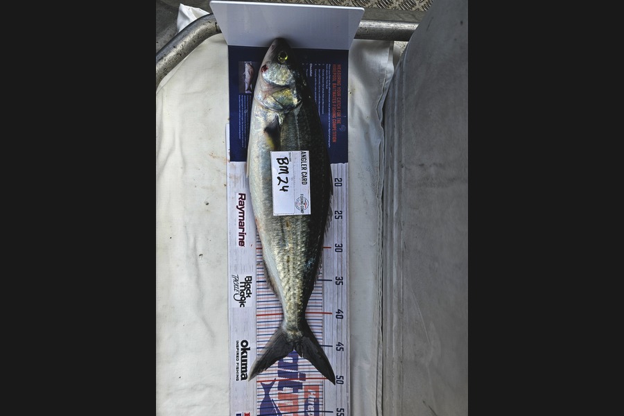 Phillip Rose caught this 45.5cm Kahawai at Nelson/Marlborough during The Hirepool Baitmates Fishing Comp