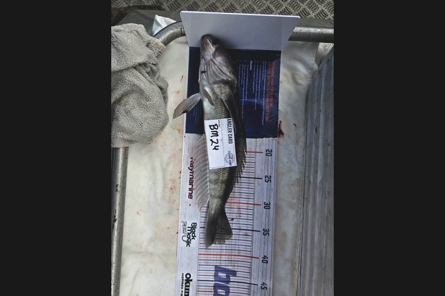 Phillip Rose caught this 38.0cm Blue Cod at Nelson/Marlborough during The Hirepool Baitmates Fishing Comp