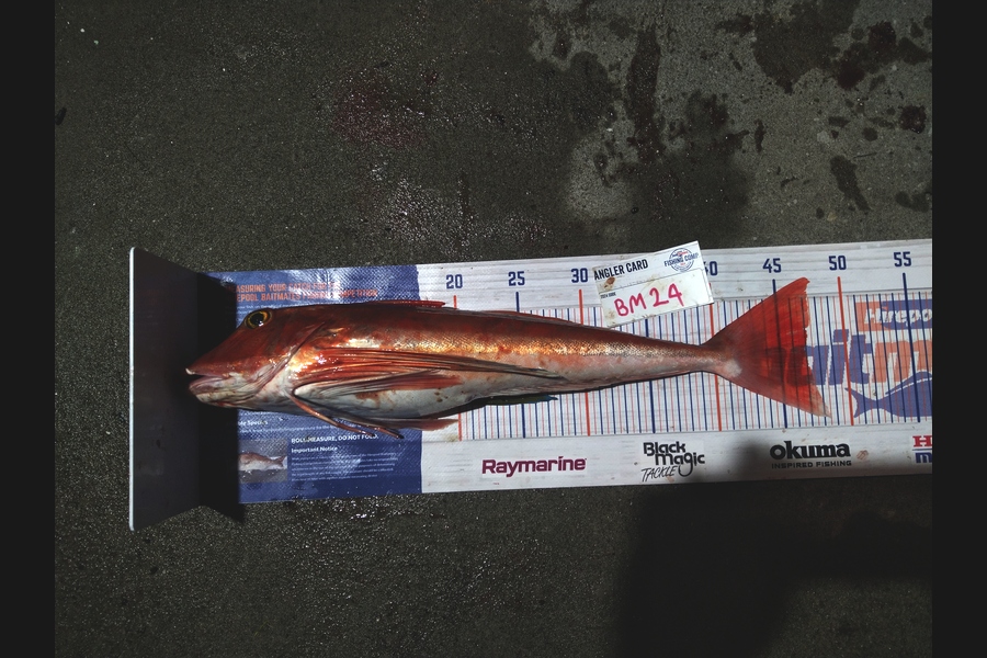 Steve  Brown  caught this 47.0cm Gurnard at Wellington during The Hirepool Baitmates Fishing Comp