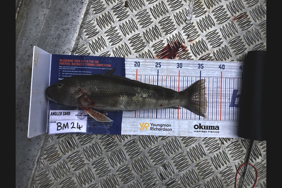 Anthony Murray caught this 36.0cm Blue Cod at Wellington during The Hirepool Baitmates Fishing Comp