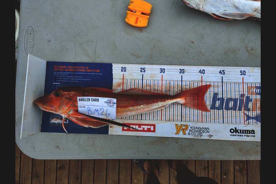 Nikora Wild caught this 40.5cm Gurnard at Wellington during The Hirepool Baitmates Fishing Comp