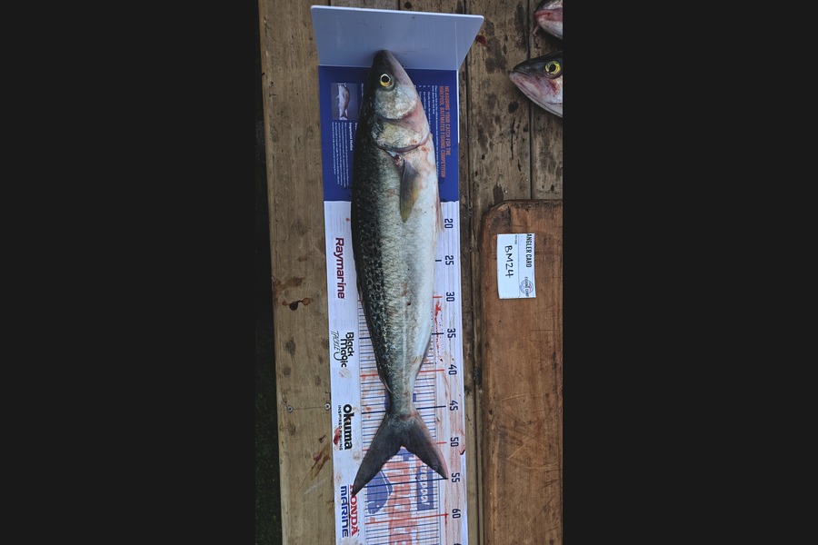 Tamati Wilson caught this 50.0cm Kahawai at Wellington during The Hirepool Baitmates Fishing Comp