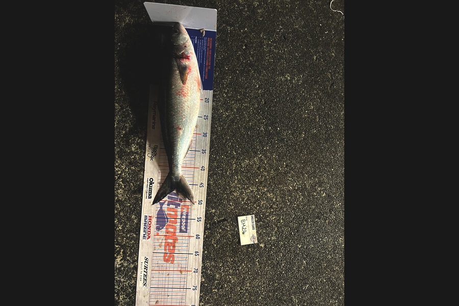 Maddison Slobbe caught this 46.5cm Kahawai at Wellington during The Hirepool Baitmates Fishing Comp