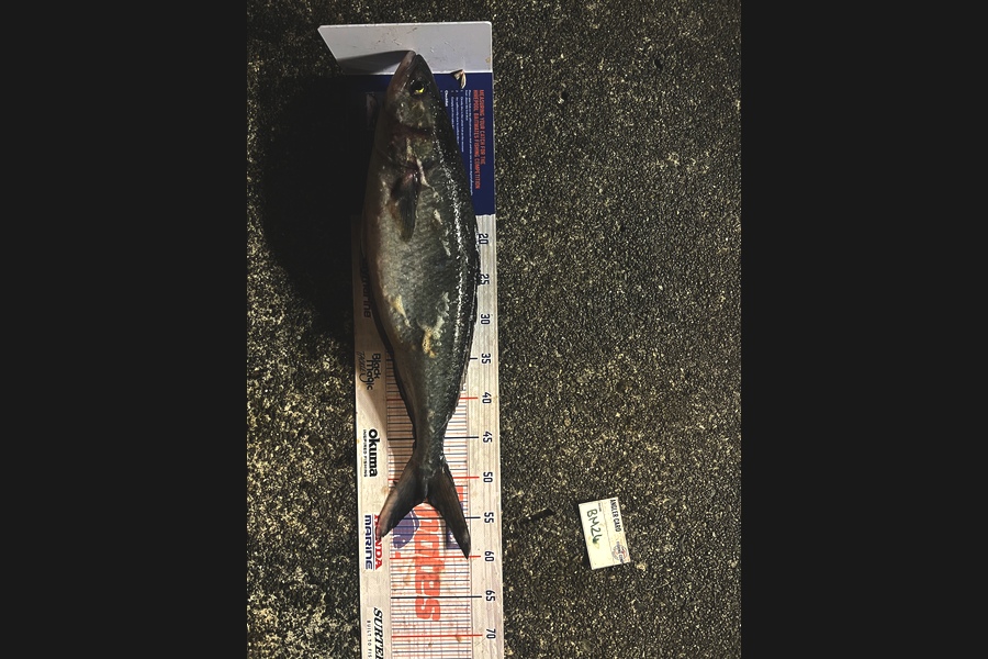 Luke Slobbe caught this 52.0cm Kahawai at Wellington during The Hirepool Baitmates Fishing Comp