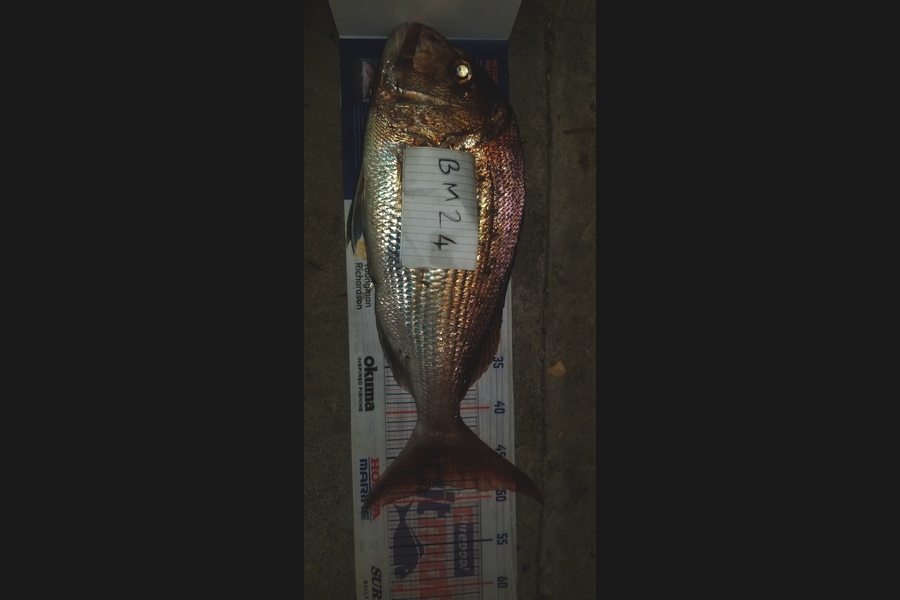 Peter Besley caught this 48.5cm Snapper at Bay of Plenty during The Hirepool Baitmates Fishing Comp