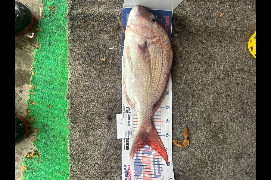 Aidan Prestney caught this 48.0cm Snapper at Taranaki during The Hirepool Baitmates Fishing Comp