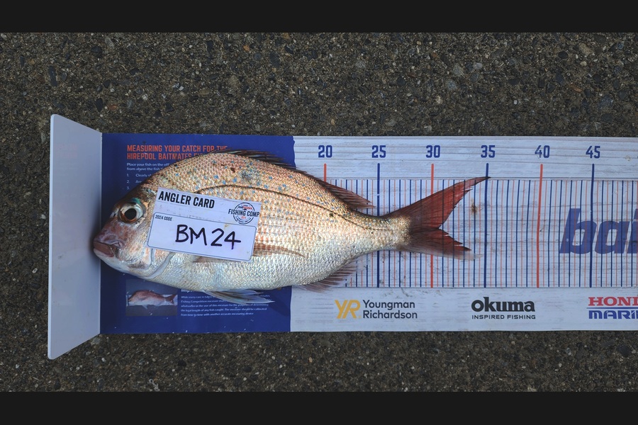 Carolyn Carson caught this 30.5cm Snapper at Wellington during The Hirepool Baitmates Fishing Comp